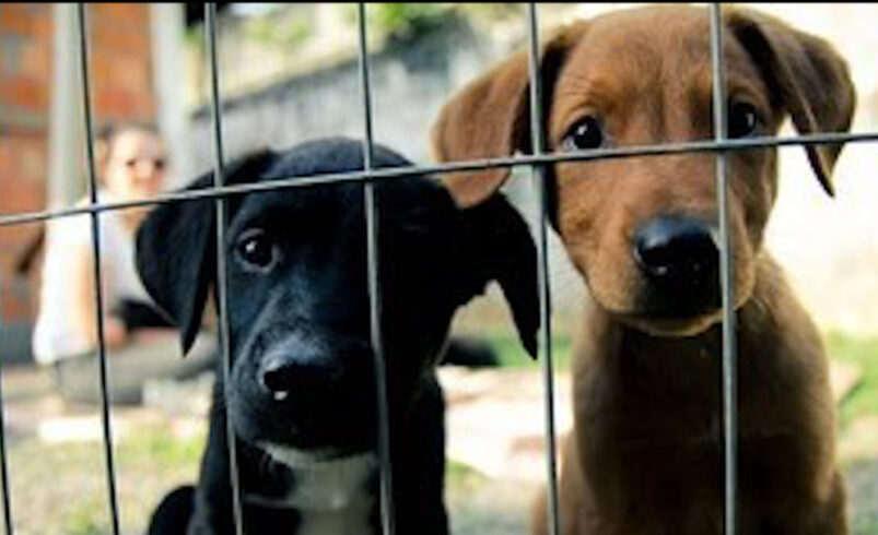 SSUBEA realiza 10º Edição de adoção de cães, neste sábado (13), na Estação Livre.