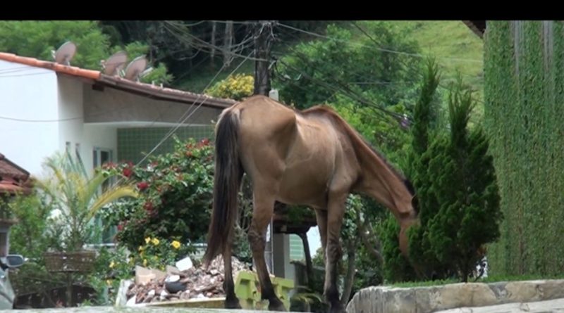 TV Paraguaçu - Cavalo é encontrado abandonado, com grande