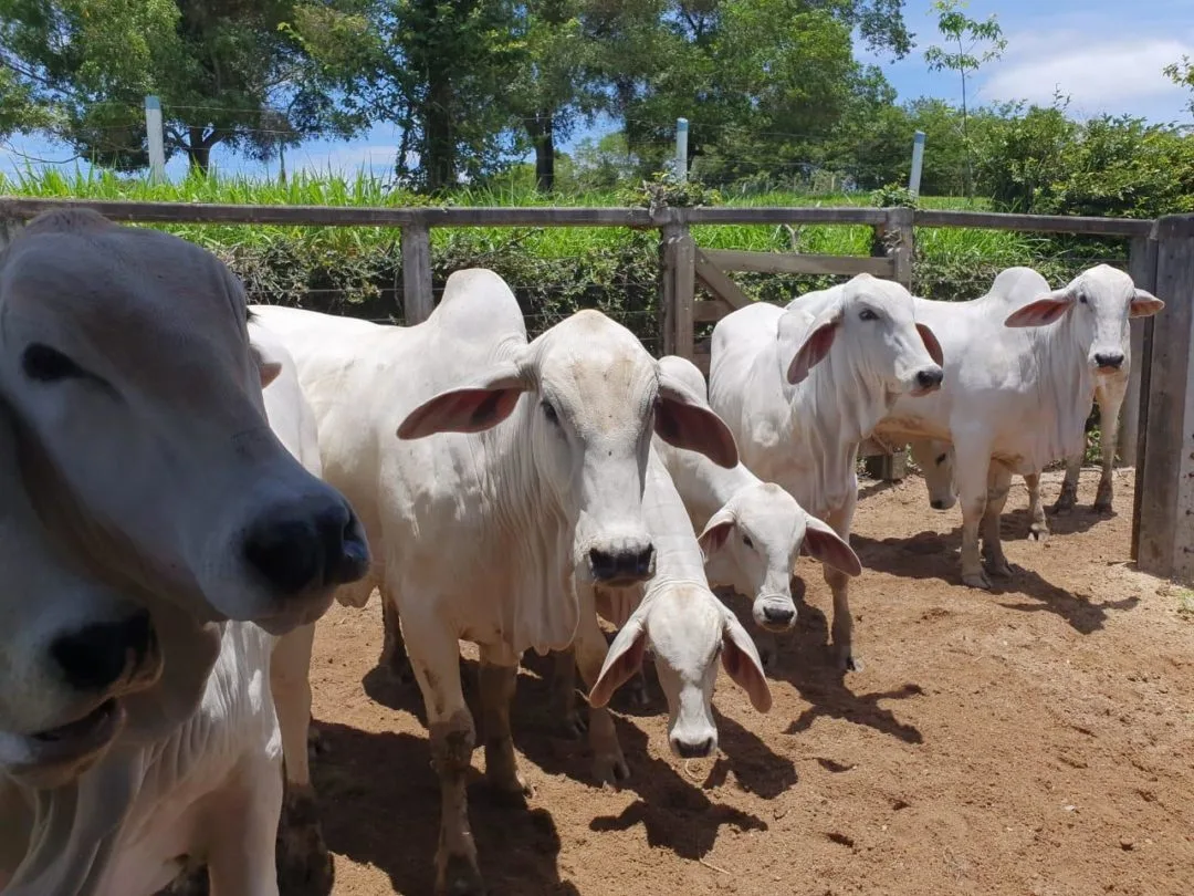 Novembro tem segunda etapa da campanha de vacinação contra a febre aftosa