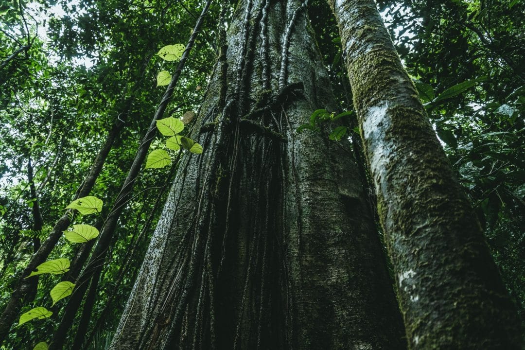 Dia Mundial do Meio Ambiente: reflexões e resultados dos impactos negativos de ações na Terra