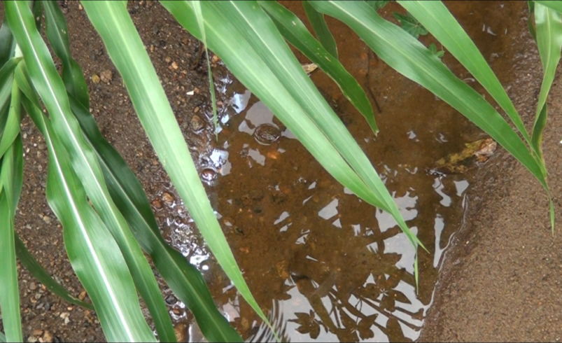 agua parada, dengue