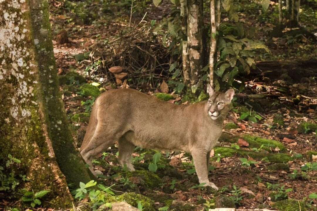 Onça parda é flagrada no Parque Estadual dos Três Picos