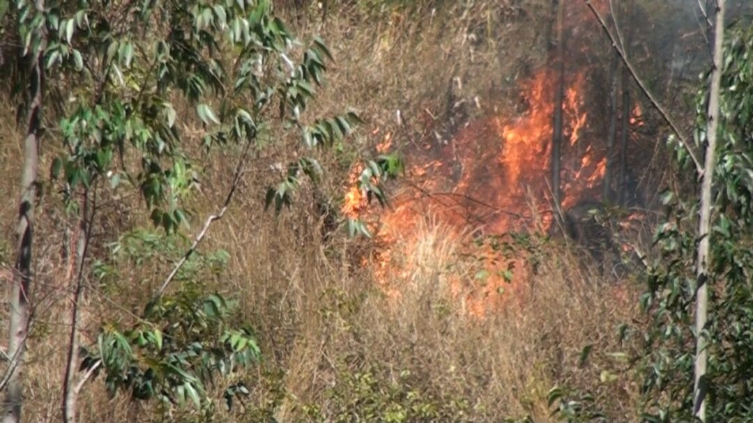 Incêndio consome parte da mata na Granja Spinelli