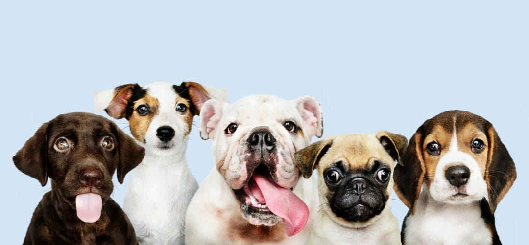 Feira de adoção de animais acontece neste sábado na estação livre