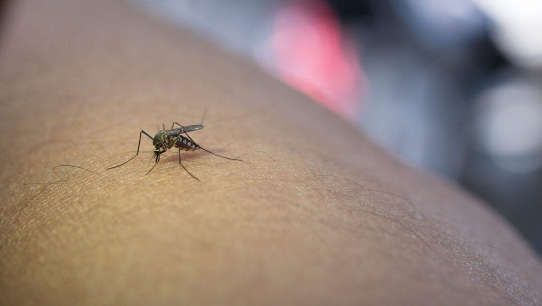 Dengue: Nova Friburgo registra mais 21 casos da doença em um mês