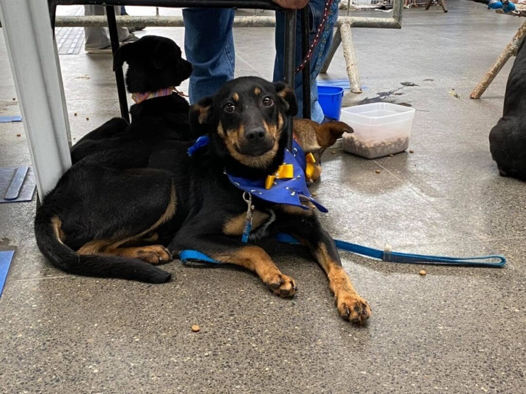 Feira de adoção responsável: 30 cães e gatos ganharam um novo lar no último sábado