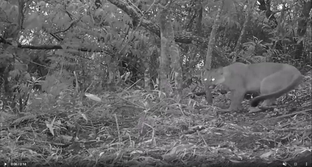 Onça parda é flagrada mais uma vez no Parque Estadual dos Três Picos￼