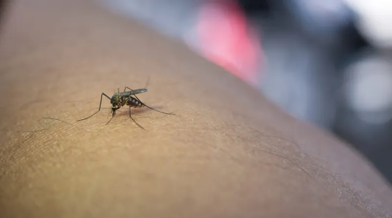 Nova Friburgo tem 109 registros de dengue em 2022