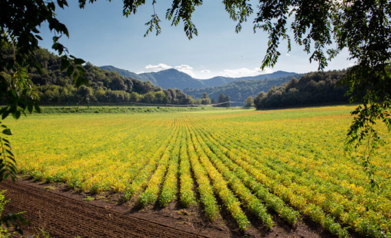 Agricultores afetados pelas chuvas em Pilões começam a receber auxílio de R$ 1.500 da prefeitura