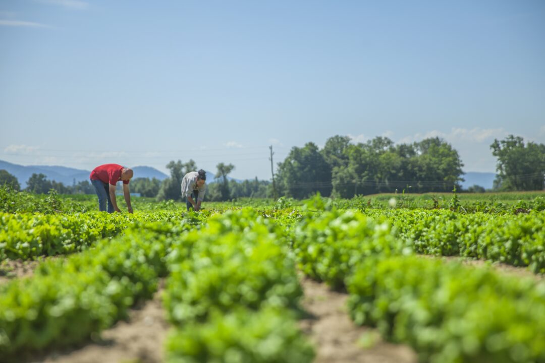 Chuva de granizo é registrada durante o feriado e leva prejuízo a produtores rurais