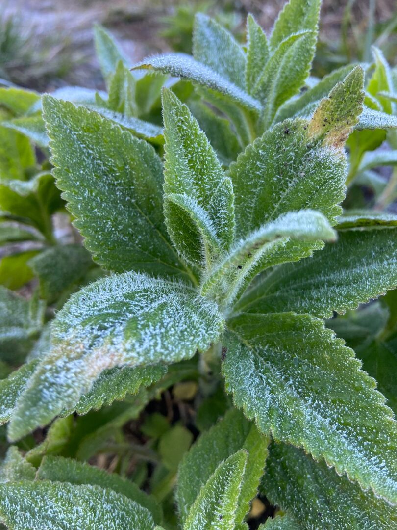 Congelante: Friburgo registra 2,7ºC e bate novo recorde de frio no ano