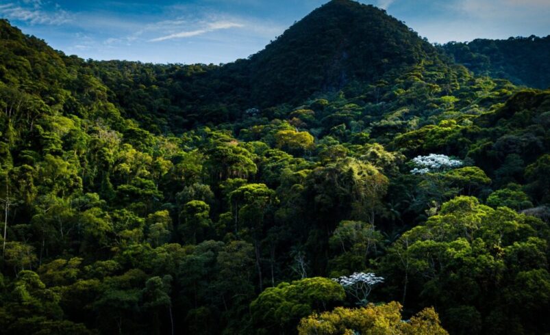 Inea abre consulta pública para criação de reserva ambiental no Cônego