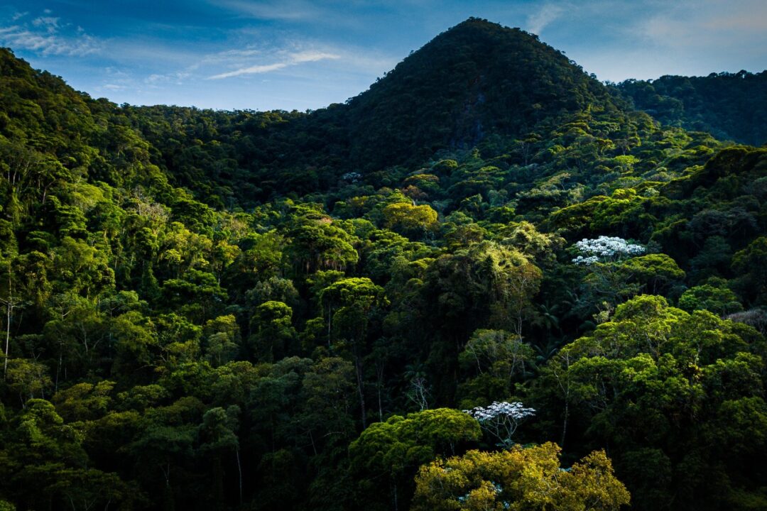 Inea abre consulta pública para criação de reserva ambiental no Cônego