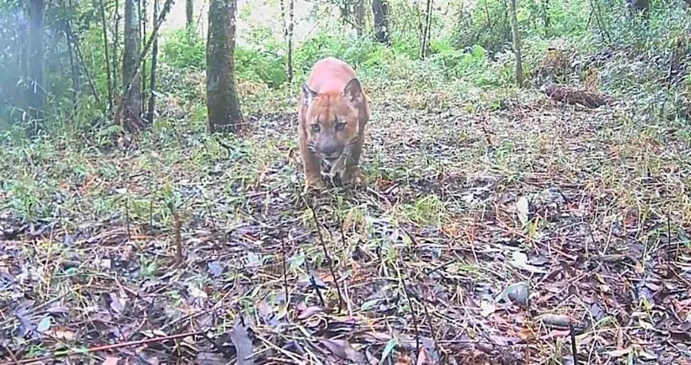 Projeto Aventura Animal tem câmera furtada no Parque Estadual dos Três Picos