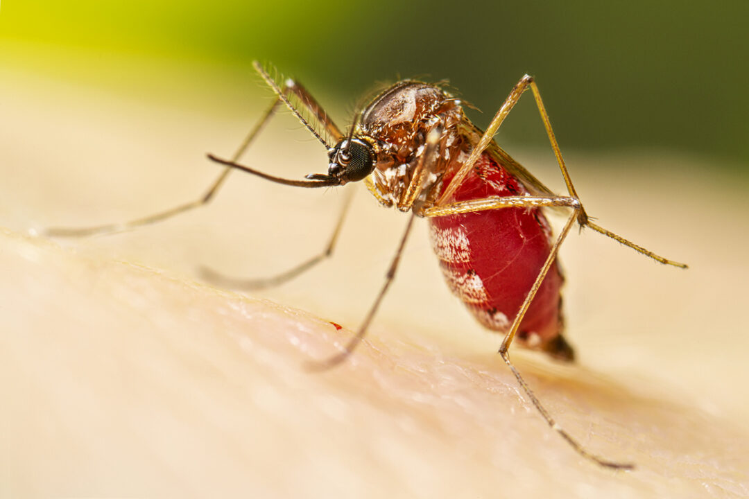 Dengue em Nova Friburgo: já são 9 óbitos e 1401 casos confirmados na cidade