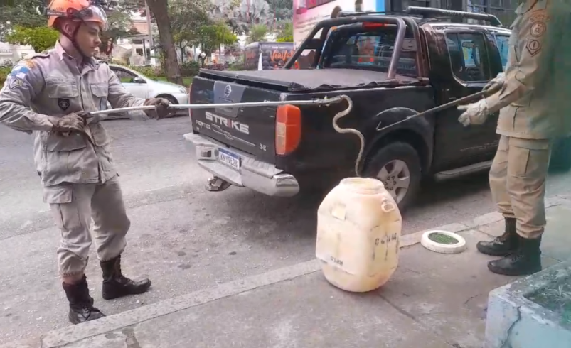 Cobra no Centro de Nova Friburgo assusta populares 