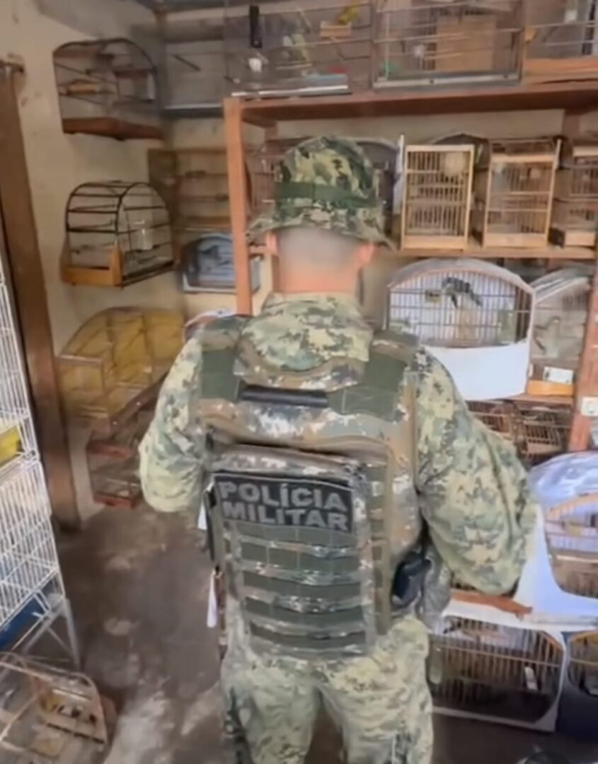 Polícia Ambiental resgata 130 pássaros silvestres em cativeiro em Nova Friburgo, o responsável foi conduzido a 151° DP