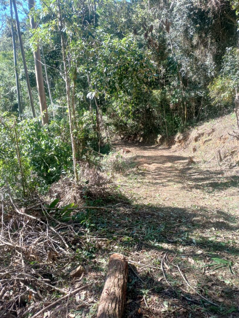 Após denúncia, Polícia Ambiental identifica desmatamento florestal ilegal em Nova Friburgo