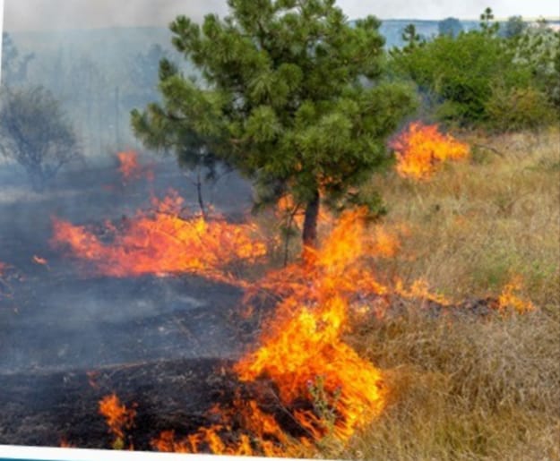 Defesa Civil de Nova Friburgo alerta para o risco “muito alto” de incêndios florestais nesta época do ano