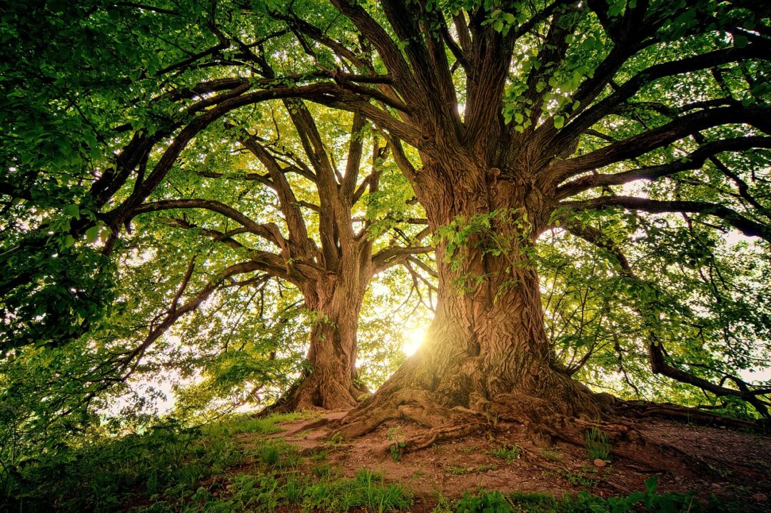 Árvores: Os guardiões invisíveis do nosso equílibrio planetário