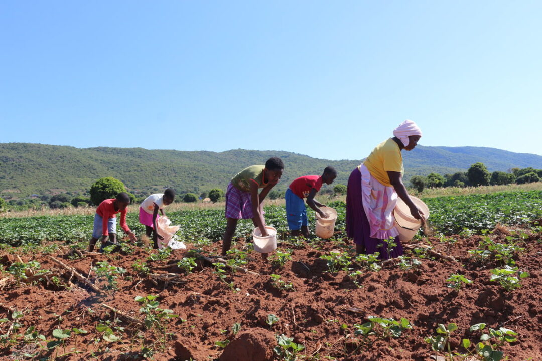 Plano Safra da agricultura familiar 2024/25 destinará R$ 76 bilhões ao Crédito rural