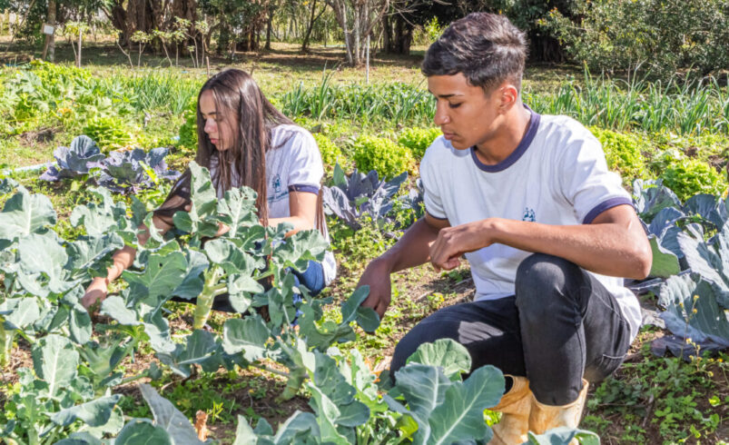 Inovação: estudante de Agropecuária do Colégio Estadual Rei Alberto I, em Nova Friburgo, cria horta saudável para diabéticos