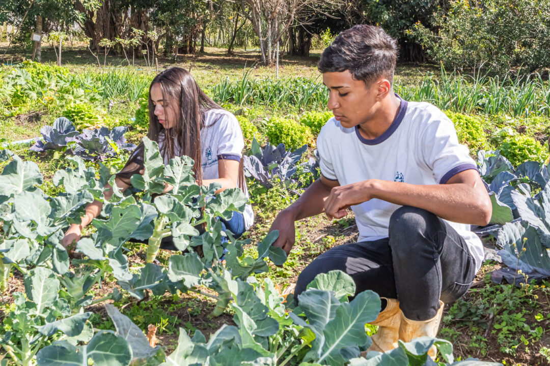 Inovação: estudante de Agropecuária do Colégio Estadual Rei Alberto I, em Nova Friburgo, cria horta saudável para diabéticos