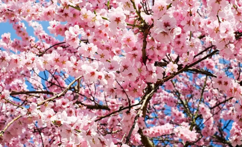 Hanami, tradicional Festa da Cerejeira, acontece ainda nesse mês em Nova Friburgo