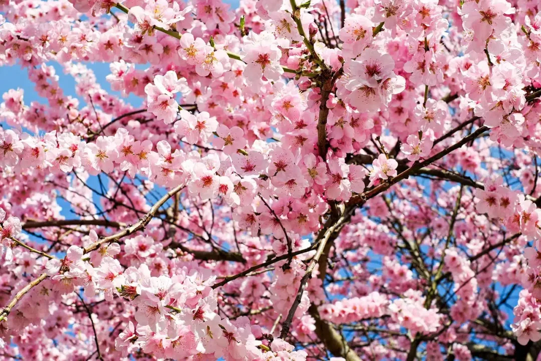 Hanami, tradicional Festa da Cerejeira, acontece ainda nesse mês em Nova Friburgo