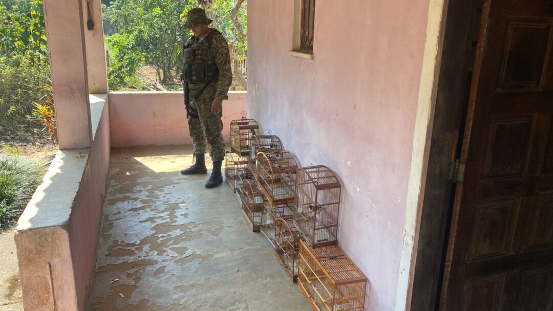 Polícia resgata pássaros silvestres em Cachoeiras de Macacu