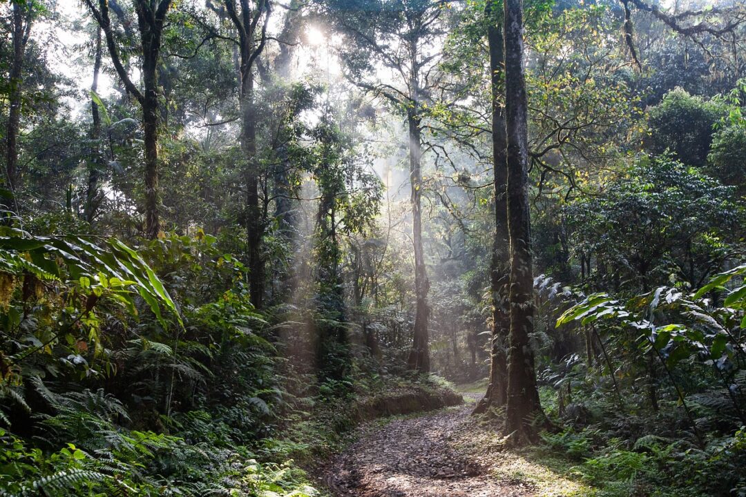 Protegendo o Tesouro Natural: A Importância das RPPNs na Conservação Ambiental