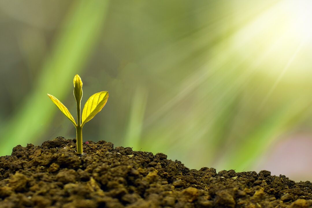 Sustentabilidade Empresarial: Repensando o Papel das Indústrias no Ambiente