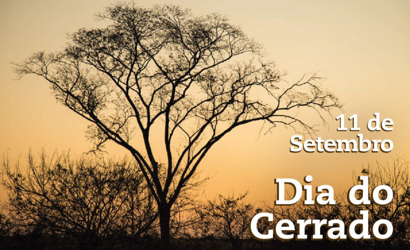 Cerrado: a savana brasileira que pulsa vida