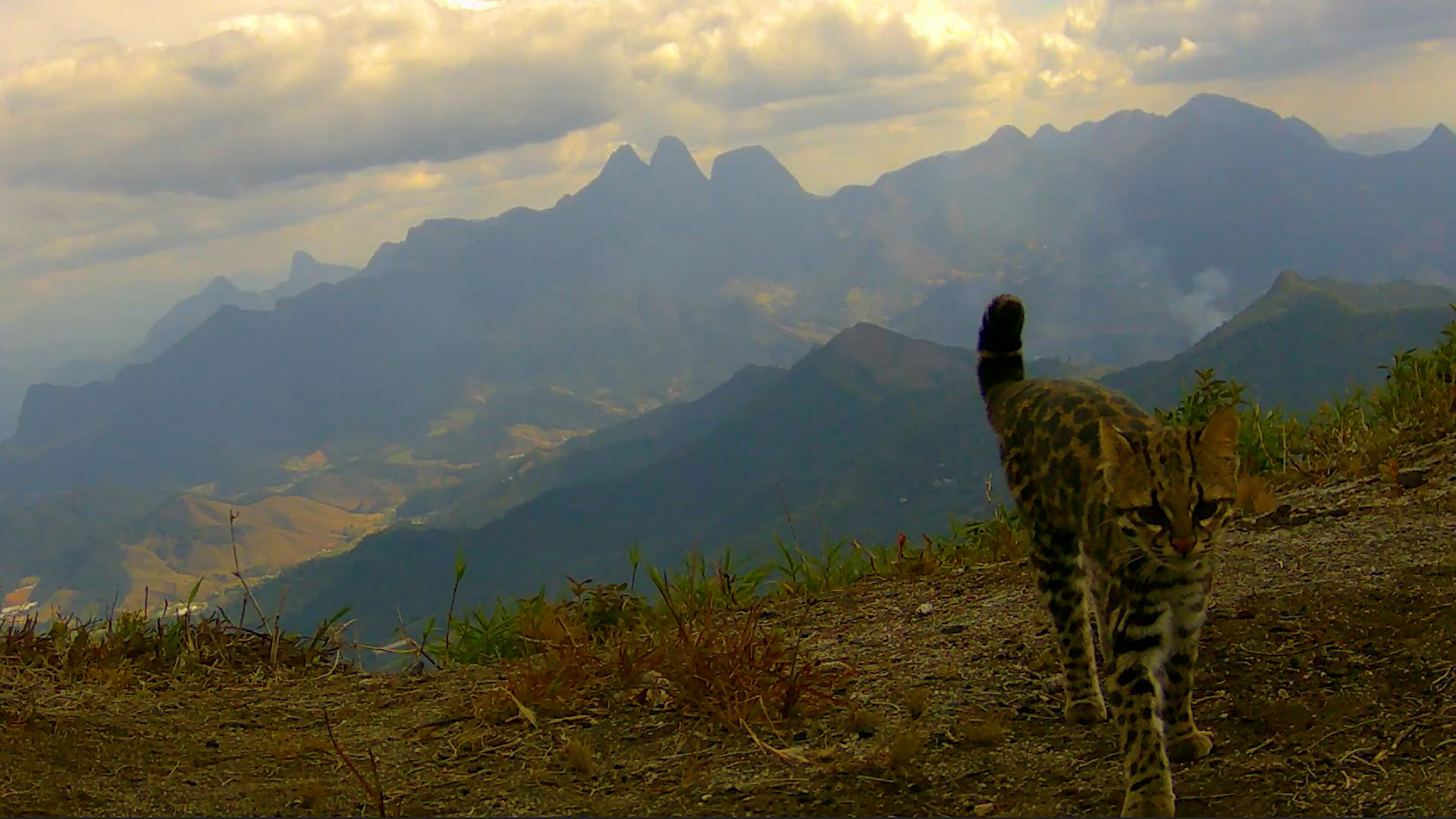 Alerta de fofura! Gato-do-mato-pequeno  é flagrado no Pico do Caledônia, em Nova Friburgo