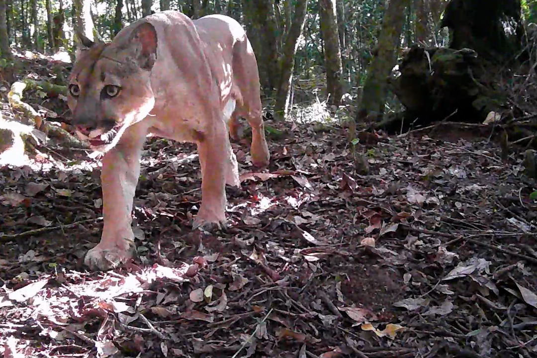 Registro raro: Onça-Parda é encontrada no Pico da Caledônia em Nova Friburgo; veja detalhes