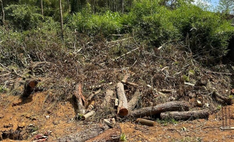 UPAm Três Picos identifica construção irregular e corte de árvores em Nova Friburgo