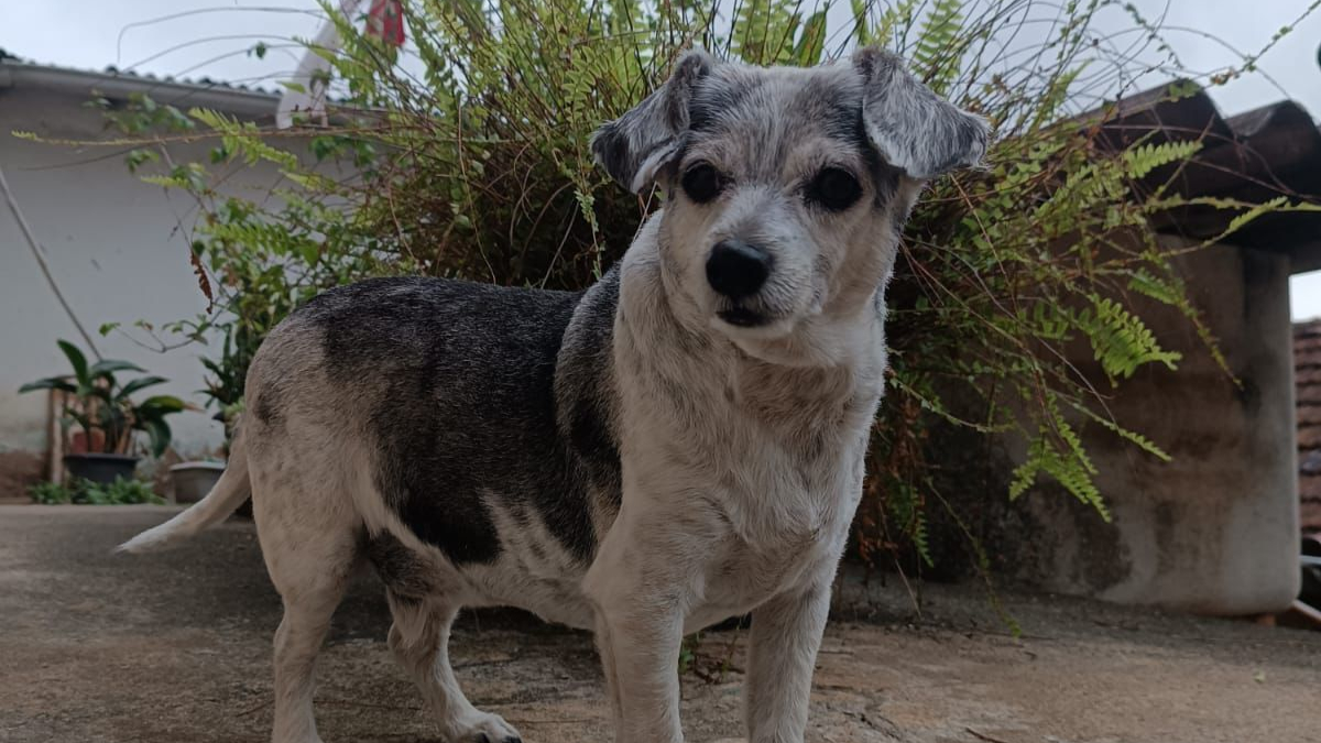 Animais idosos merecem atenção redobrada dos tutores