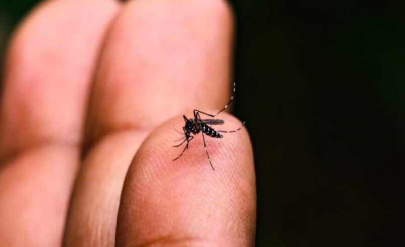 Aumento de casos de dengue no verão em Nova Friburgo exige atenção redobrada