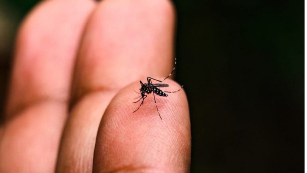 Aumento de casos de dengue no verão em Nova Friburgo exige atenção redobrada