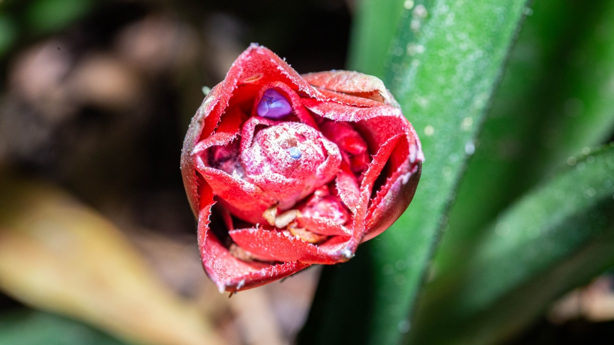 Nova espécie de bromélia é descoberta em Nova Friburgo