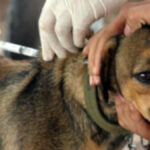 vacinação antirrábica