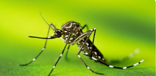 Mosquito Aedes Aegypti é transmissor da Dengue e de outras doenças como Zika e Chikungunya