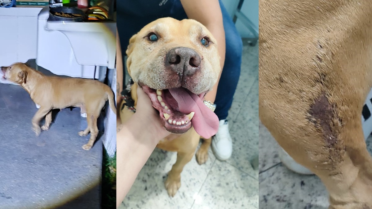 Tutor de pitbull é preso por maus-tratos em Nova Friburgo