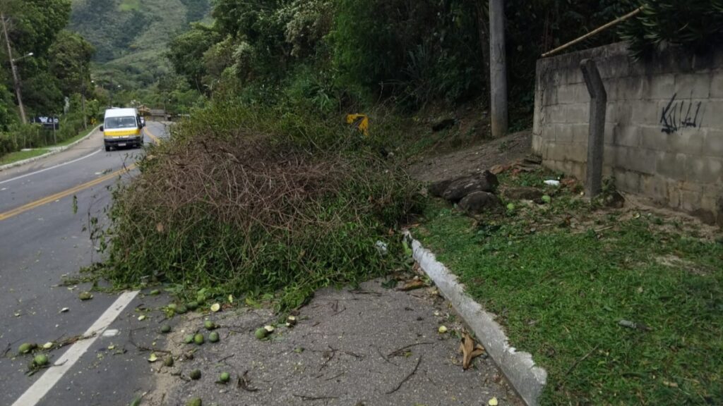 Ventos fortes causam queda de galhos na RJ-116; equipes trabalham na limpeza da via