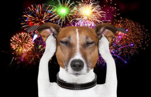 Fogos de artifício em Nova Friburgo: riscos para pets e legislação vigente