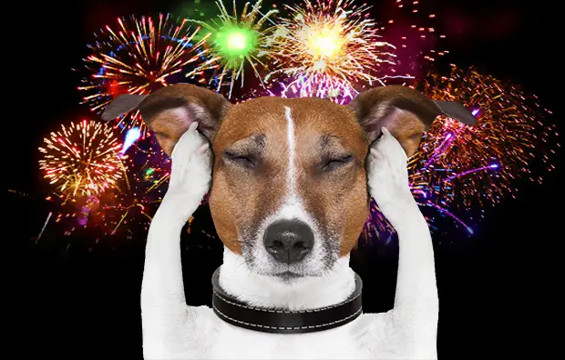 cachorro e fogos de artificio pets