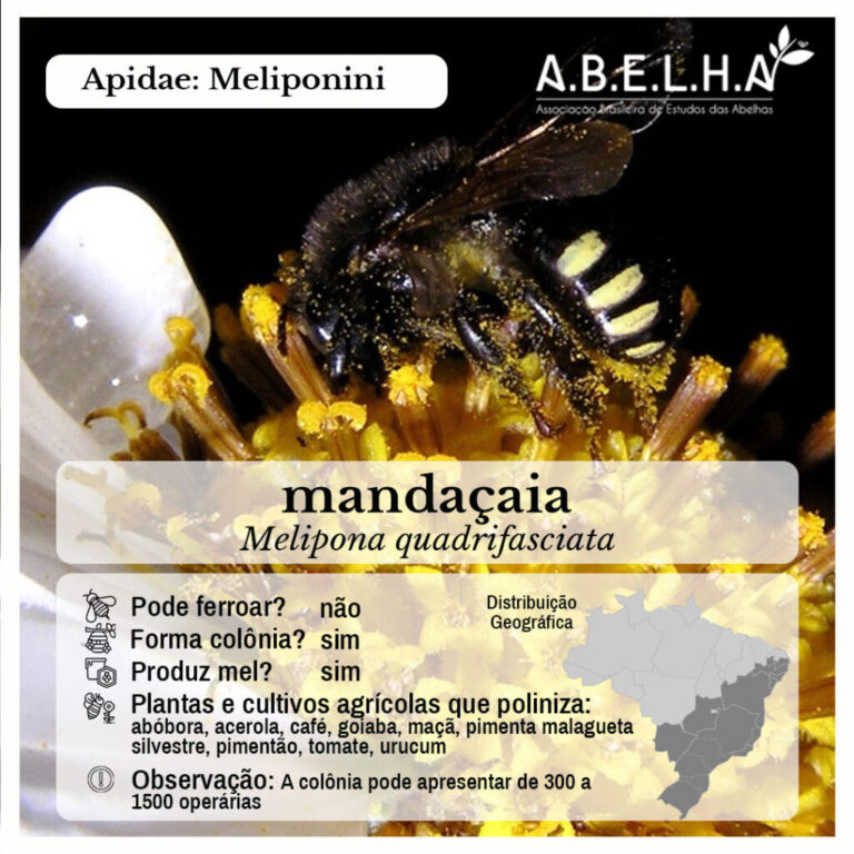 card-11-Melipona-quadrifasciata-1024x1024