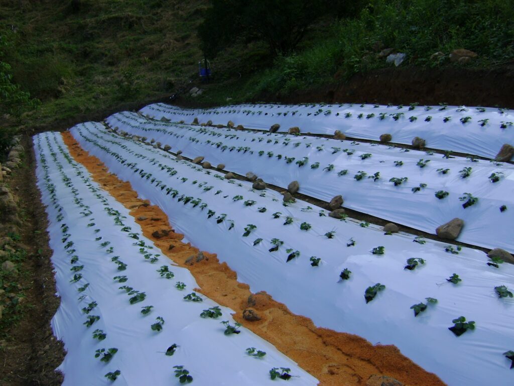 José Luiz explica: “Com o cultivo suspenso, temos menos perdas e conseguimos atender ao mercado o ano inteiro. Isso dá mais estabilidade para o agricultor.”