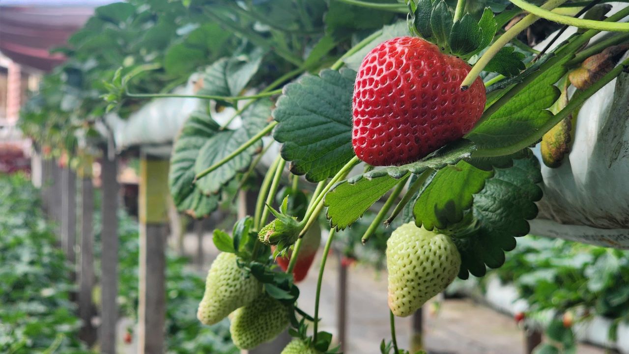 Nova Friburgo: avanços no cultivo sustentável de morangos e controle de agrotóxicos