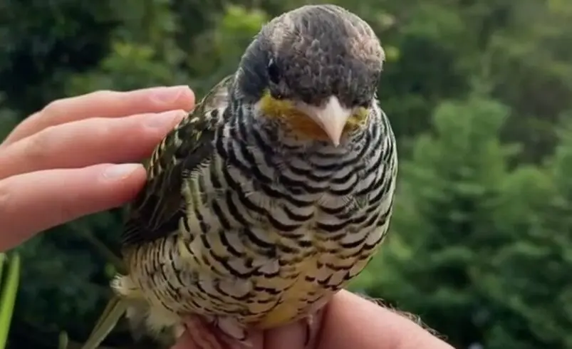 tesourinha da mata parque estadual dos tres picos